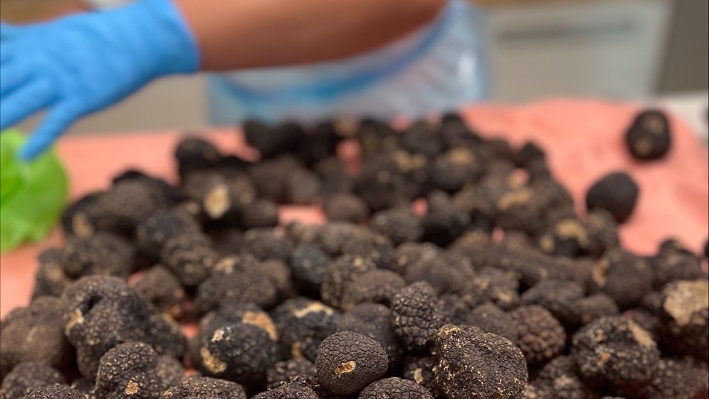 A hand with a blue glove over a pile of truffles