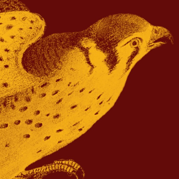 Illustration of a yellow bird with speckled feathers on a maroon background.